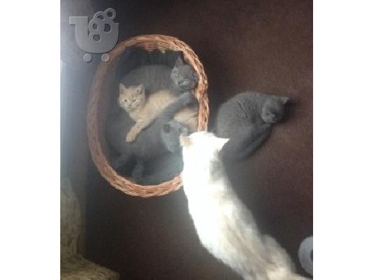 11 εβδομάδες british shorthair blues Διαθέσιμο